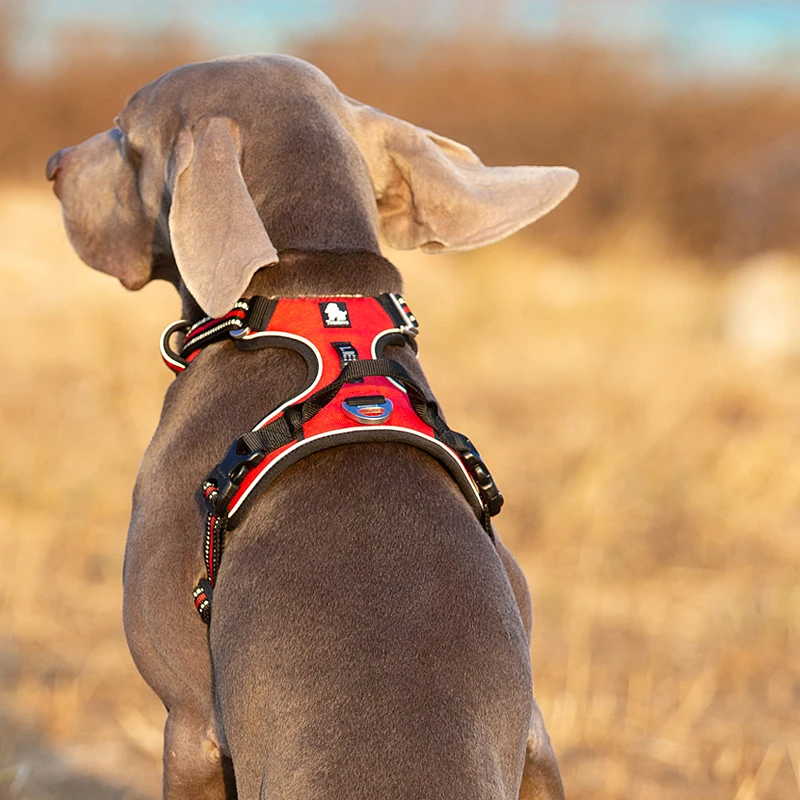 Truelove tali kekang anjing ni - Reflective Running Jacket ulasan dan harga